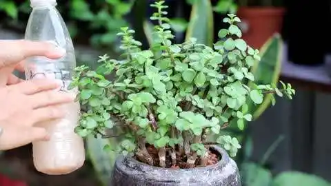 养金枝玉叶,施肥就选"它",长叶又壮根,轻松变老桩