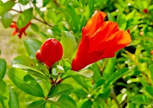 【火红的石榴花摄影图片】生态摄影_太平洋电脑网摄影部落