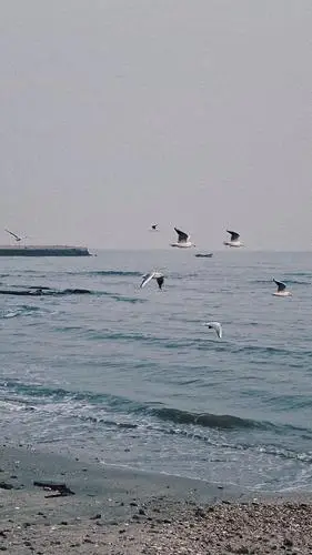 小清新微信聊天壁纸