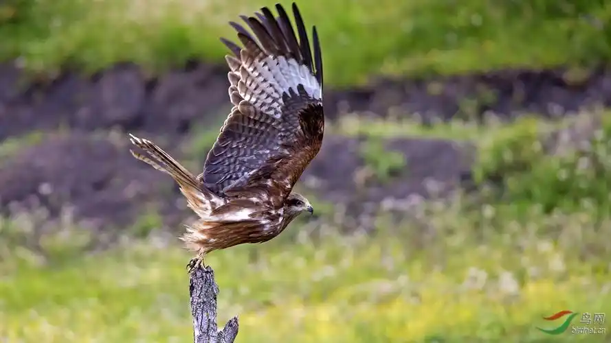 若尔盖大草原拍鹰展翅飞翔1