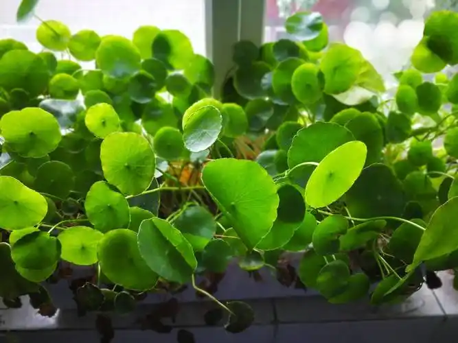 12生肖的招财植物摆放禁忌,十二生肖属相本命花