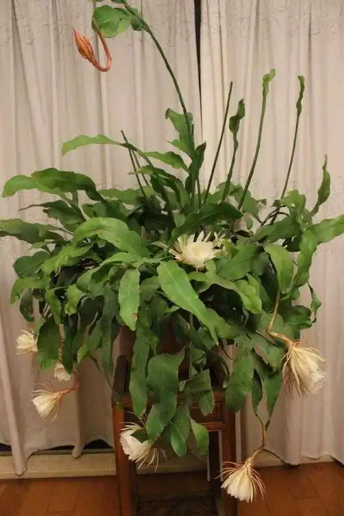 小花认为栽种这种小叶昙花盆栽没有要等上个好几年的烦恼,只要栽种