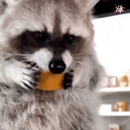 萌宠小浣熊表情包赞评论更多