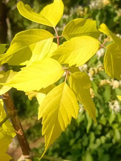 五月赏花季金叶复叶槭的叶子也来争宠