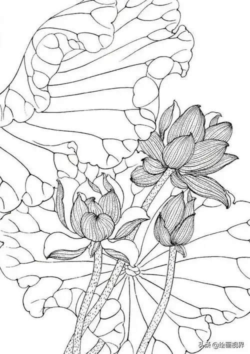 工笔画荷花线稿怎么画