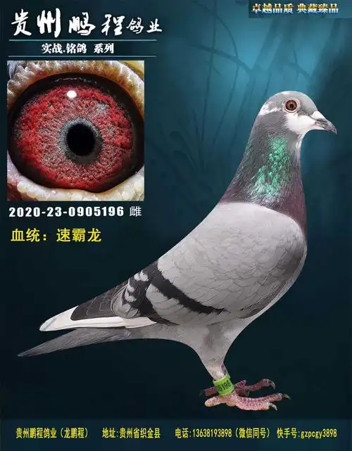 速霸龙196-贵州鹏程鸽业-中信网爱鸽商城