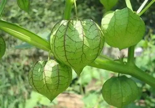 野灯笼果的功效与作用食用禁忌有哪些