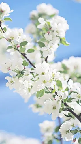 『一花一叶一世界』苹果花,唯美意境,小清新植物手机壁纸