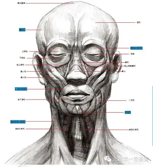 北京010画室带你浅谈素描头像中结构的重要性 - 元艺考