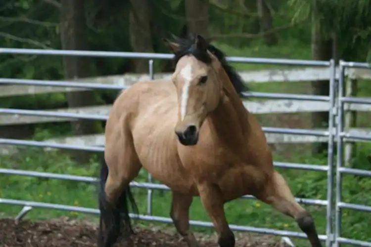 horses do not beat each other with sticks, and natural horsemen