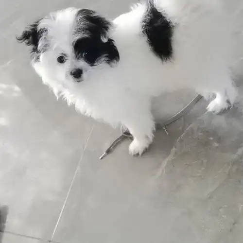 第一次养狗,他的伙食比人都贵,不管是不是串都是用心对它,把他当做