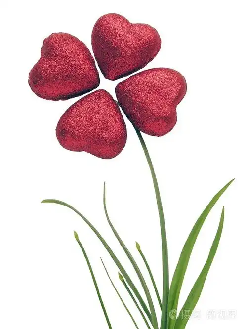 作为stylizatedtetradynamous三叶草象征幸福的红心