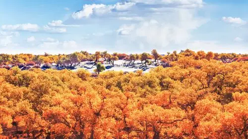 宅家赴三千年之约云旅游玩转世界仅存三处之一绝美大漠胡杨林