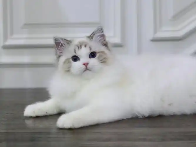 海豹山猫双色布偶