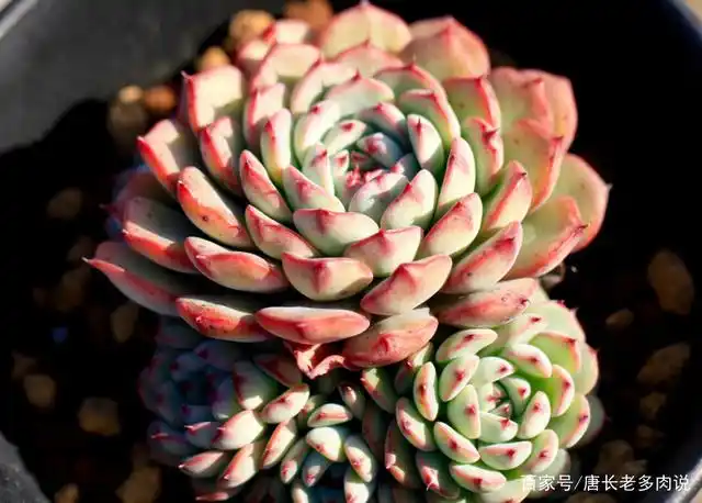 蓝姬莲是姬莲系多肉中的大块头,不但茎秆粗壮,而且特别容易爆盆