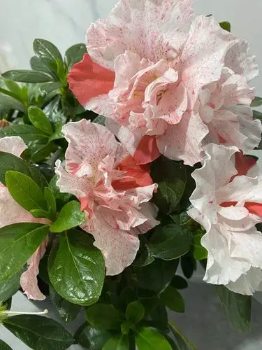 五宝杜鹃多色稀有名贵品种一树盆栽花彩绿植时令草本花卉