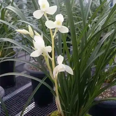 莲瓣兰 雪人 (引种苗)001