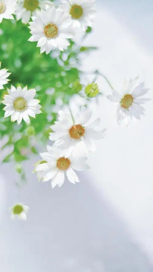 清新淡雅小雏菊微距摄影,高清图片,手机锁屏桌面-壁纸族