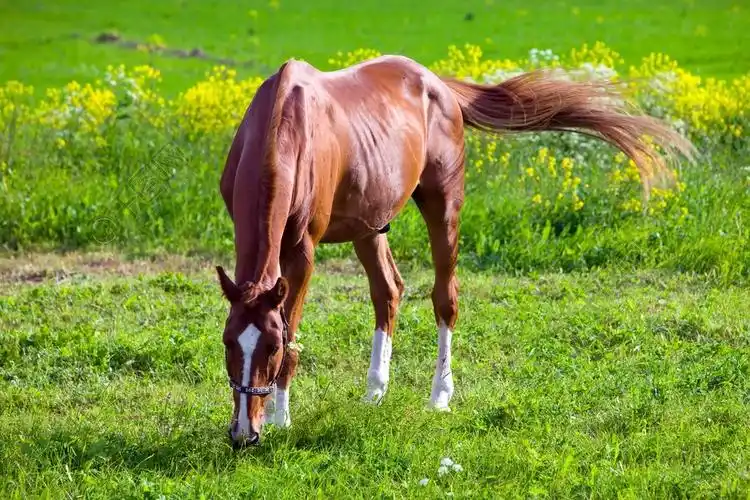 在明亮的晴天的草地上的枣红马