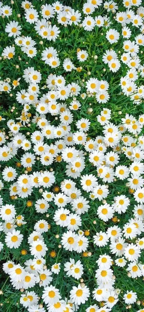 小雏菊壁纸 ·文艺ins风|喜欢小雏菊,却无关它的花语