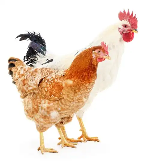 母鸡和公鸡隔离在白色