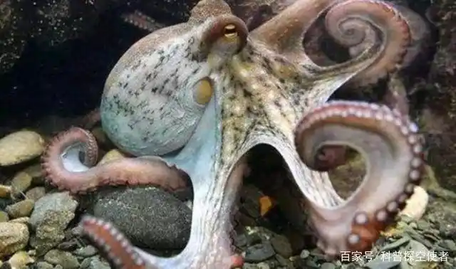 章鱼的眼睛为何诡异?科学家给它戴上3d眼镜,看到不一样的世界