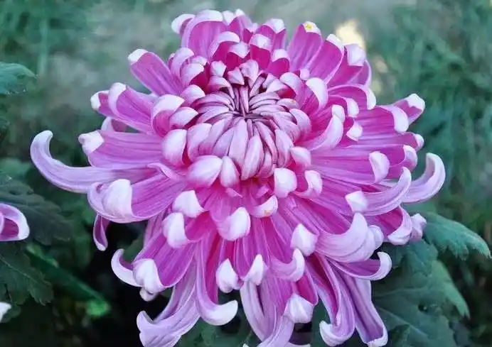 人民币上的花你家养了吗