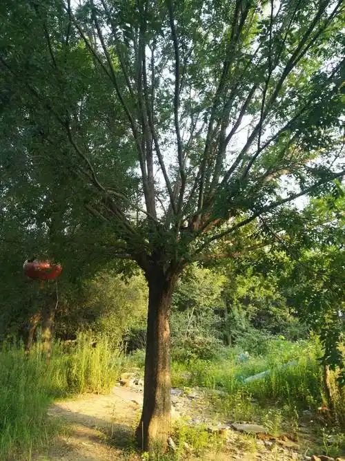 榔榆 大型景观树,有30年的树龄,技叶茂盛,树形奇特.
