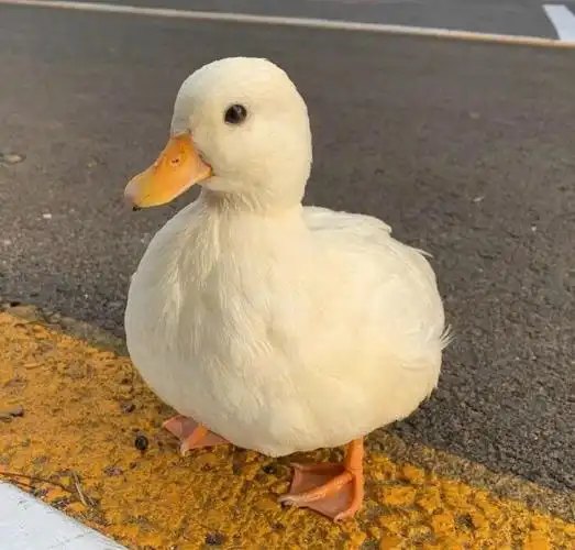 请问各位小伙伴有没有这种小鸭子的头像呀