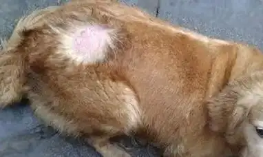 难以自愈的狗癣具体护理方法如下