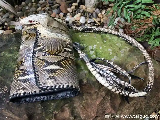 泰国女子晒真蛇头皮包 引责骂[4]- 中国日报网