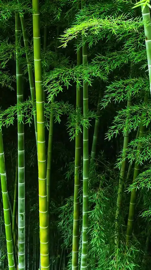 治愈:虚心劲节绿竹君,斗罢严寒迎新轮英姿不改青