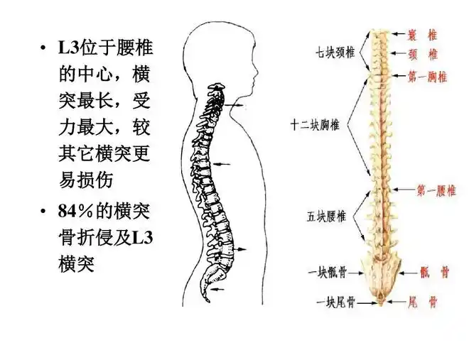 无忧文档 所有分类 第三腰椎横突综合征ppt 第4页 (共13页,当前第4页)