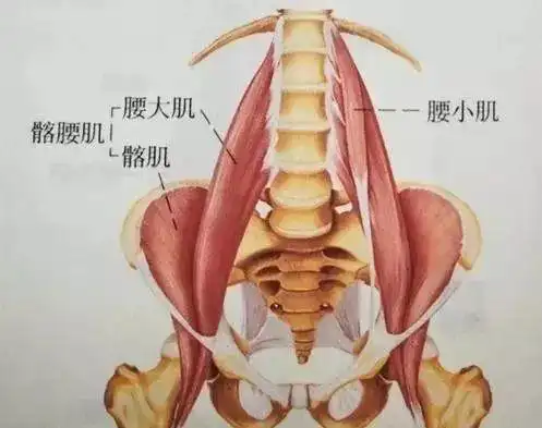 膝关节位置的疼痛可能和这根神经相关|肌肉|腰大肌|卡压|腰丛_网易