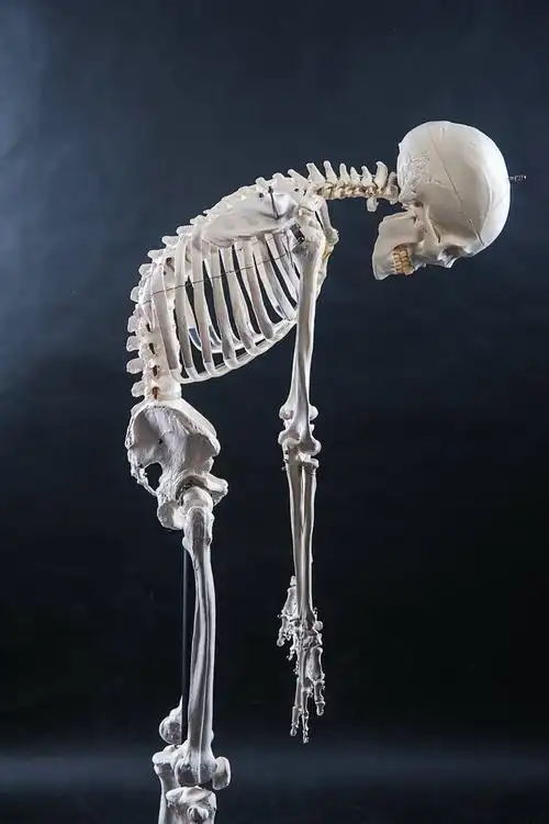 人体骨骼模型标准医学170cm180人体全身骨骼模型骷髅骨架标本脊柱雅德