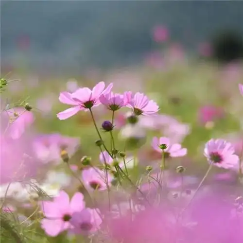 唯美格桑花头像图片 幸福生活和好运的美好愿望和感情_植物头像_头像