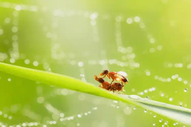 小红书也有微距摄影师的