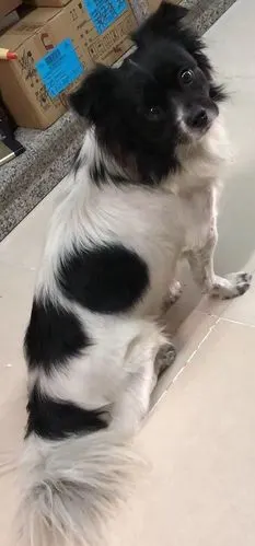 走失的黑白花小型串串狗