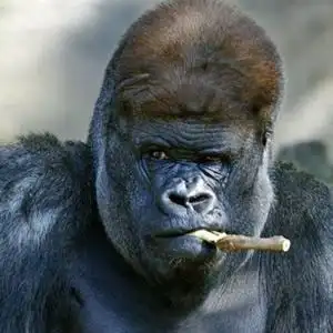 最搞笑头像霸气十足