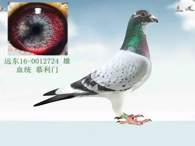 信鸽在线拍卖平台 - 中国信鸽信息网