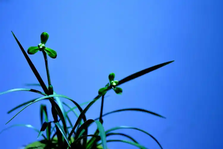 花中君子——兰花