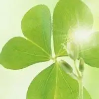 四叶草微信头像【点击鼠标右键下载】