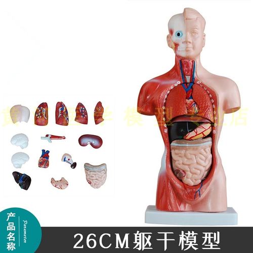 人体模型 26cm躯干解剖内脏可拆 医学教具骨骼 儿童
