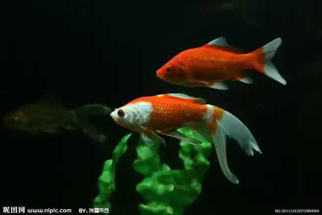 鲤鱼摄影图鱼类生物世界摄影图库昵图网nipiccom