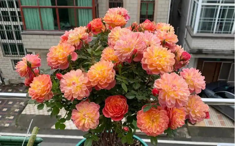 提根月季盆景 躲躲藏藏