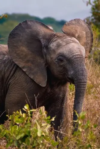 桌布 非洲,大象崽,野生动物 1920x1440 hd 高清桌布, 图片, 照片