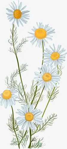 小清新手绘写实植物花卉元素设计