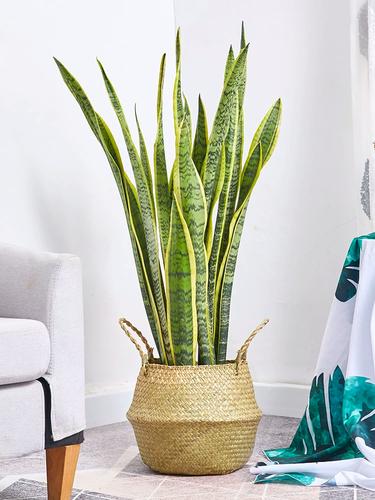 虎皮兰盆栽 金边虎尾兰盆景室内家居办公室净化空气除甲醛绿植