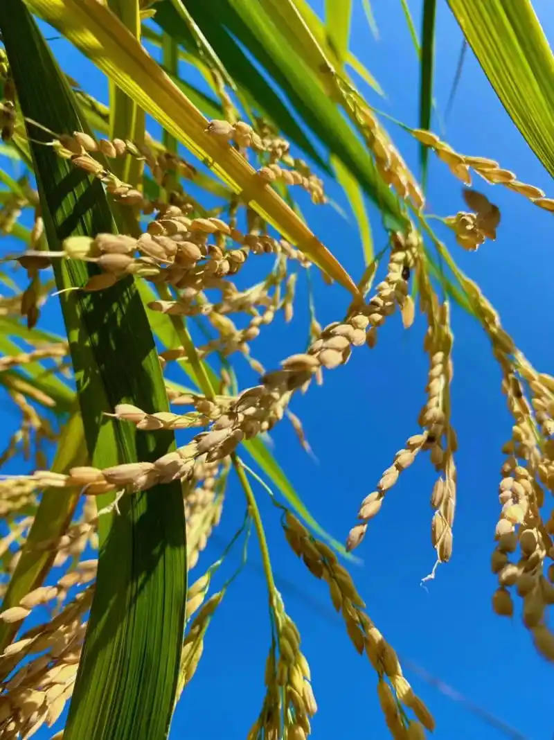 丰收的季节 #稻田风光 #稻谷熟了 # - 抖音