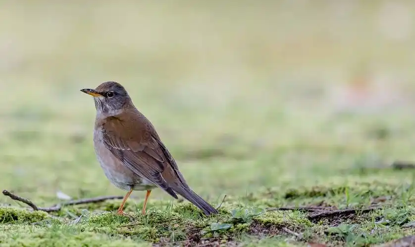 p>白腹鸫(学名: i>turdus pallidus /i>)是鸫科,鸫属中型鸟类,体长21